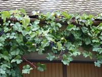 Weinreben &ndash; &copy; Steffi Zimmermann (Eberhardt TRAVEL)
