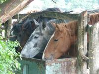Ungarisches Warmblut &ndash; &copy; Maren Fuchs (Eberhardt TRAVEL)