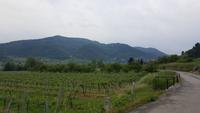 Wachau &ndash; &copy; Gisela Gerlach (Eberhardt TRAVEL)