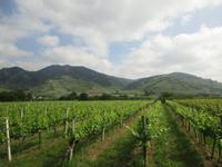231 Wachau &ndash; &copy; Annette Weise (Eberhardt TRAVEL)