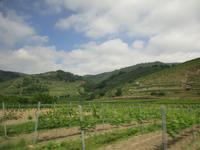 233 Wachau &ndash; &copy; Annette Weise (Eberhardt TRAVEL)