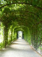Laubenweg im Park von Schönbrunn