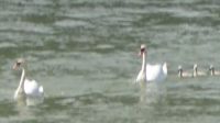 Familienausflug auf Donau.JPG &ndash; &copy; Georg Berger (Eberhardt TRAVEL)
