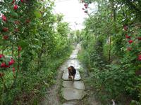 Vilkovo: Rosen, Wein, Obst, Gemüse, ... &ndash; &copy; Petra Scherbaum (Eberhardt TRAVEL)