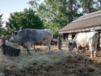 In der Puszta  &ndash; &copy; Martina Pötschke (Eberhardt TRAVEL)