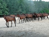 In der Puszta  &ndash; &copy; Martina Pötschke (Eberhardt TRAVEL)