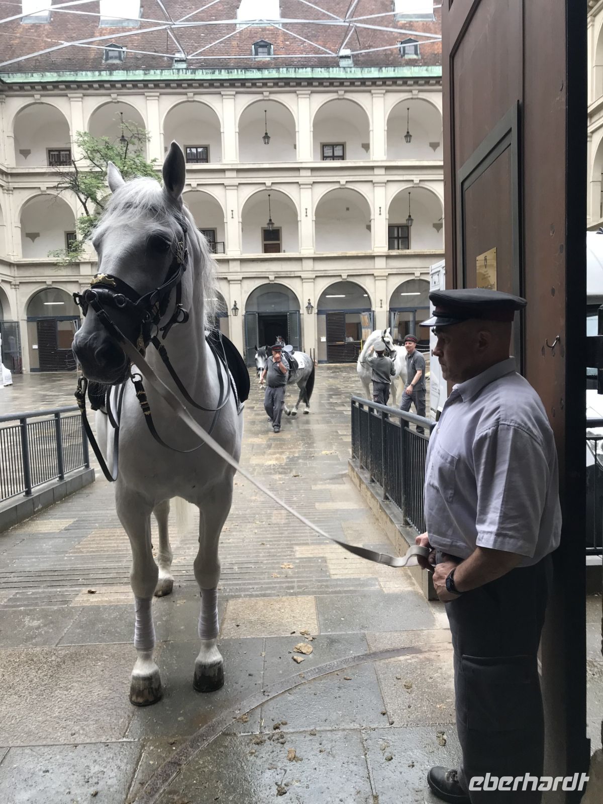 8.5.24 Wien - edle Pferd!!! &ndash; &copy; Renate Schuster (Eberhardt TRAVEL)