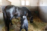 Ein Fohlen mit Mama &ndash; &copy; Andreas Kunzmann (Eberhardt TRAVEL)