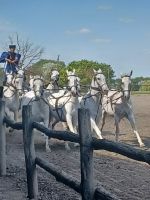 das 10er Gespann &ndash; &copy; Ute Solf (Eberhardt TRAVEL)