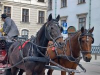 Fiakerl &ndash; &copy; Ute Solf (Eberhardt TRAVEL)