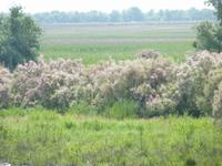 Donaudelta &ndash; &copy; Steffi Zimmermann (Eberhardt TRAVEL)