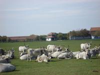 Puszta &ndash; &copy; Inge Bily (Eberhardt TRAVEL)