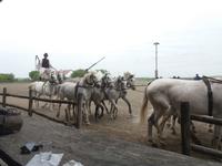 Reitershow &ndash; &copy; Sylvia Lehnort (Eberhardt TRAVEL)