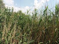 Donaudelta &ndash; &copy; Sylvia Lehnort (Eberhardt TRAVEL)