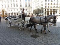 Fiaker in Wien &ndash; &copy; Sylvia Lehnort (Eberhardt TRAVEL)