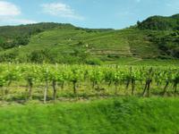 Weinregion Dürnstein &ndash; &copy; Sylvia Lehnort (Eberhardt TRAVEL)