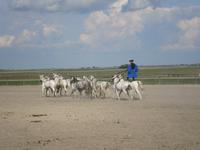    Zehnergespann &ndash; &copy; Adelheid Fritzsche (Eberhardt TRAVEL)