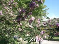  sommerliche Blütenpracht &ndash; &copy; Adelheid Fritzsche (Eberhardt TRAVEL)