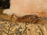 248 Abu Dhabi - Heritage Village &ndash; &copy; Patrick Fritzsche (Eberhardt TRAVEL)