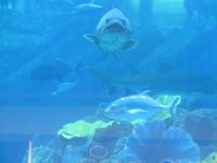 Dubai Aquarium 2 &ndash; &copy; Kathrin Mickan (Eberhardt TRAVEL)
