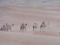 Wüstensafari Kamele &ndash; &copy; Kathrin Mickan (Eberhardt TRAVEL)