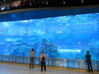 Dubai-Mall Aquarium &ndash; &copy; Kathrin Mickan (Eberhardt TRAVEL)