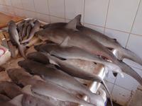 Fischmarkt (3) &ndash; &copy; Susann Schmiedel (Eberhardt TRAVEL)