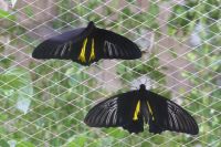 Dubai Butterfly Garden &ndash; &copy; Frank Nimschowski (Eberhardt TRAVEL)