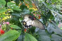 Dubai Butterfly Garden &ndash; &copy; Frank Nimschowski (Eberhardt TRAVEL)