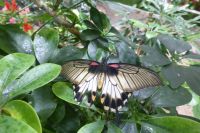 Dubai Butterfly Garden &ndash; &copy; Frank Nimschowski (Eberhardt TRAVEL)