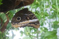 Dubai Butterfly Garden &ndash; &copy; Frank Nimschowski (Eberhardt TRAVEL)