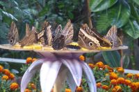 Dubai Butterfly Garden &ndash; &copy; Frank Nimschowski (Eberhardt TRAVEL)