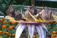 Dubai Butterfly Garden &ndash; &copy; Frank Nimschowski (Eberhardt TRAVEL)