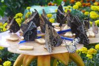 Dubai Butterfly Garden &ndash; &copy; Frank Nimschowski (Eberhardt TRAVEL)