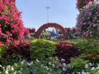 Dubai Miracle Gardens &ndash; &copy; Patrick Fritzsche (Eberhardt TRAVEL)