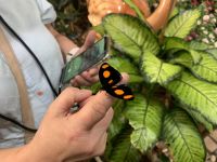 Dubai Butterfly Park &ndash; &copy; Patrick Fritzsche (Eberhardt TRAVEL)