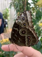 Dubai Butterfly Park &ndash; &copy; Patrick Fritzsche (Eberhardt TRAVEL)