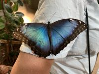 Dubai Butterfly Park &ndash; &copy; Patrick Fritzsche (Eberhardt TRAVEL)