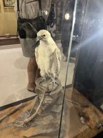 Gerfalke &ndash; &copy; Vicky Kern (Eberhardt TRAVEL)