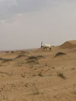 Oryx &ndash; &copy; Vicky Kern (Eberhardt TRAVEL)