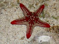 Im Dubai Mall Aquarium &ndash; &copy; Anne Schröder (Eberhardt TRAVEL)