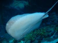 Dubai Aquarium &ndash; &copy; Vicky Kern (Eberhardt TRAVEL)