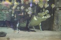 Krokodil Dubai Mall Zoo &ndash; &copy; Sandra Mahr (Eberhardt TRAVEL)
