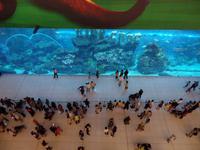 Dubai Mall Aquarium &ndash; &copy; Rico Manns (Eberhardt TRAVEL)
