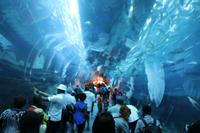 Dubai Aquarium &ndash; &copy; Jacob Spangenberg (Eberhardt TRAVEL)
