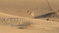 Wüstensafari &ndash; &copy; Sylvia Sann (Eberhardt TRAVEL)