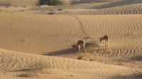 Wüstensafari &ndash; &copy; Sylvia Sann (Eberhardt TRAVEL)