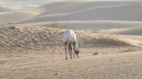 Wüstensafari &ndash; &copy; Sylvia Sann (Eberhardt TRAVEL)