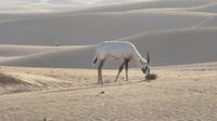 Wüstensafari &ndash; &copy; Sylvia Sann (Eberhardt TRAVEL)