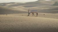 Wüstensafari &ndash; &copy; Sylvia Sann (Eberhardt TRAVEL)